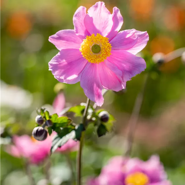 Anemone hybrida (x) 'Serenade'
