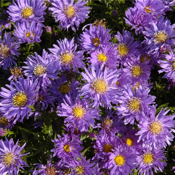Aster (Dumosus-Gruppe) 'Augenweide'