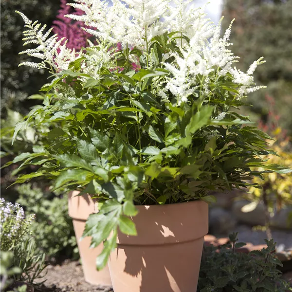 Astilbe (Arendsii-Gruppe) 'Brautschleier'