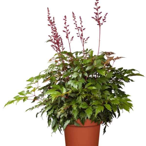 Astilbe (Arendsii-Gruppe) 'Fanal'