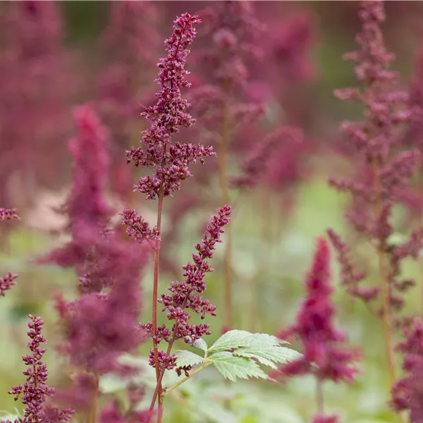 Astilbe (Arendsii-Gruppe) 'Glut'