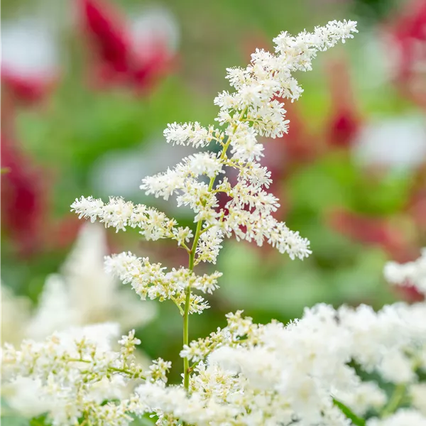 Astilbe (Japonica-Gruppe) 'Deutschland'
