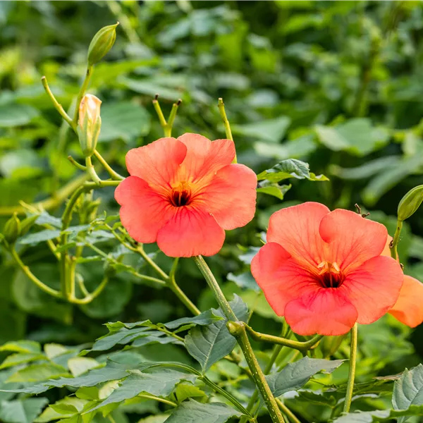 Campsis tagliabuana (x) 'Mme Galen'