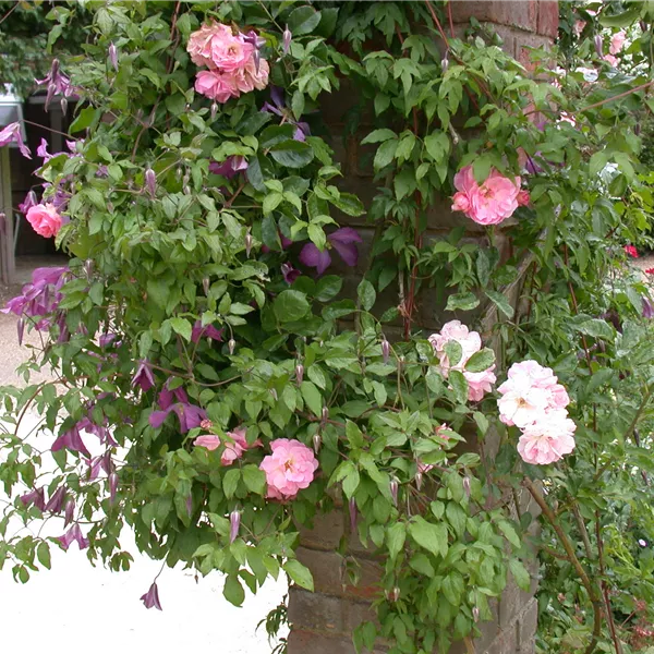 Clematis (Atragene-Gruppe) 'Pamela Jackman'