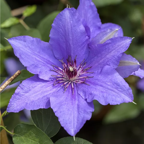Clematis (Grossbl., frühblüh. Gruppe) 'Lasurstern'