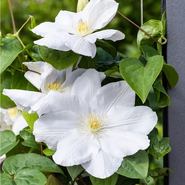 Clematis (Grossbl., spätblüh. Gruppe) 'Mevrouw Le Coultre'