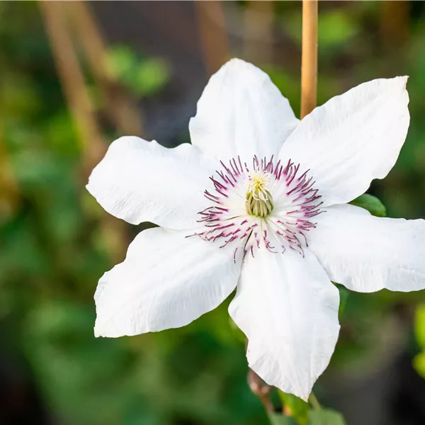 Clematis (Grossbl., frühblüh. Gruppe) 'Miss Bateman'