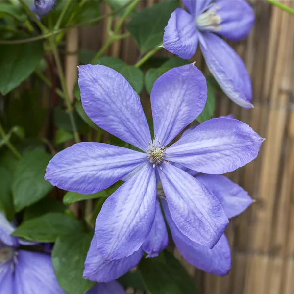 Clematis (Grossbl., frühblüh. Gruppe) 'Mrs Cholmondeley'
