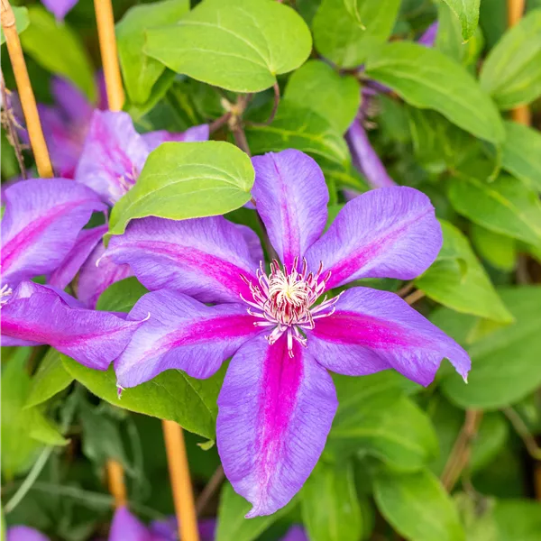 Clematis (Grossbl., frühblüh. Gruppe) 'Mrs N. Thompson'