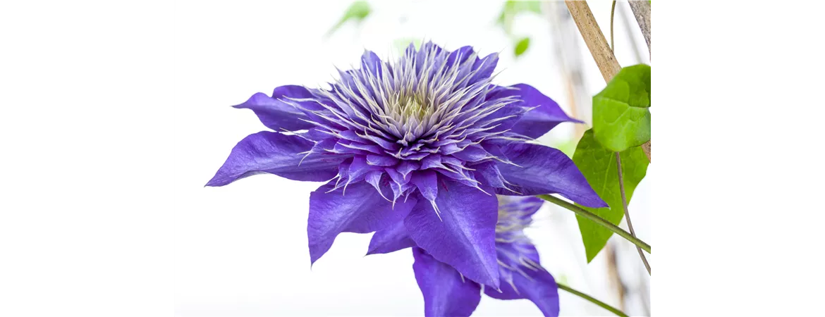 Clematis 'Multi Blue'