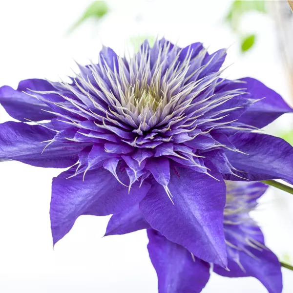 Clematis (Grossbl., frühblüh. Gruppe) 'Multi Blue'