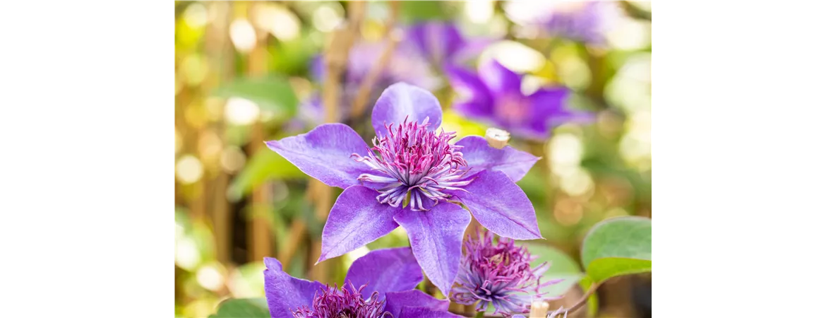 Clematis 'Multi Blue'