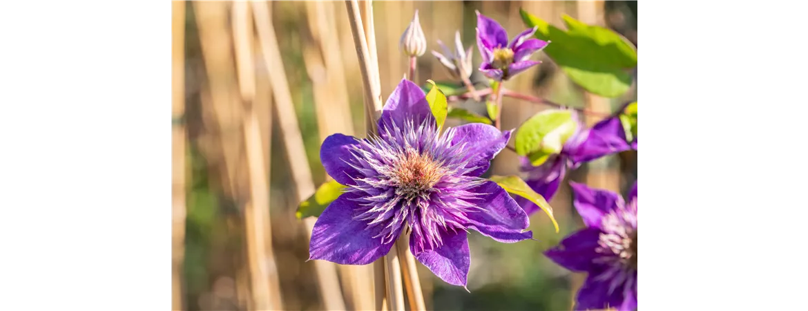 Clematis 'Multi Blue'