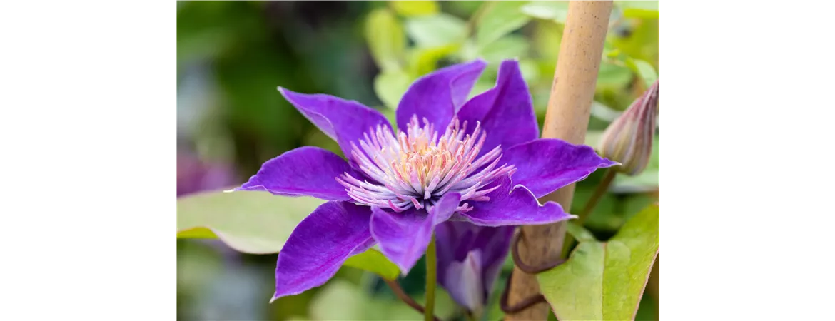 Clematis 'Multi Blue'