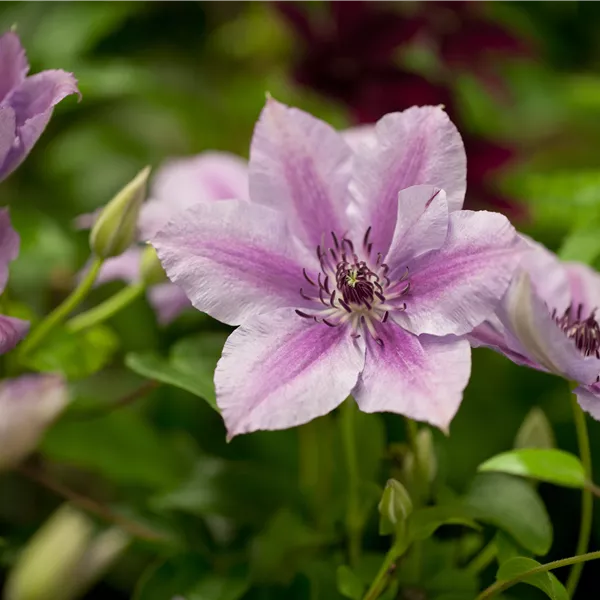 Clematis (Grossbl., frühblüh. Gruppe) 'Nelly Moser'