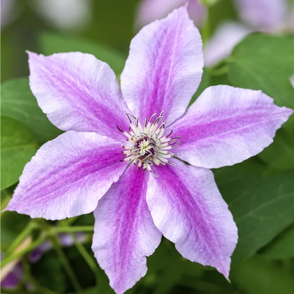 Clematis (Grossbl., frühblüh. Gruppe) 'Souv. de Capit. Thuilleaux'