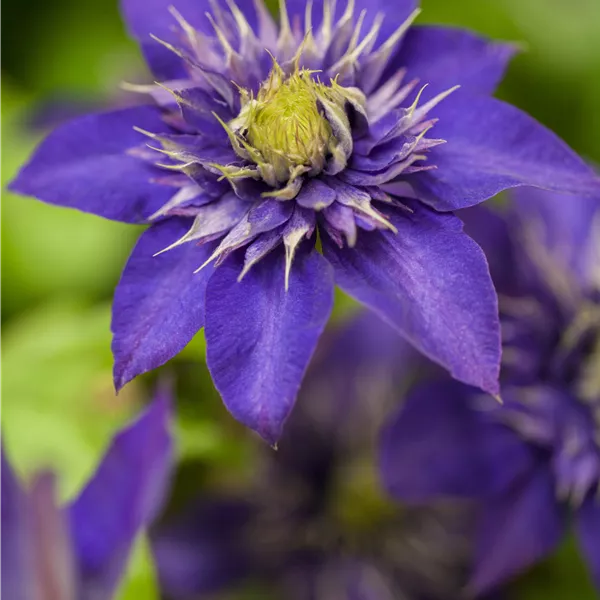 Clematis (Grossbl., frühblüh. Gruppe) 'The President'