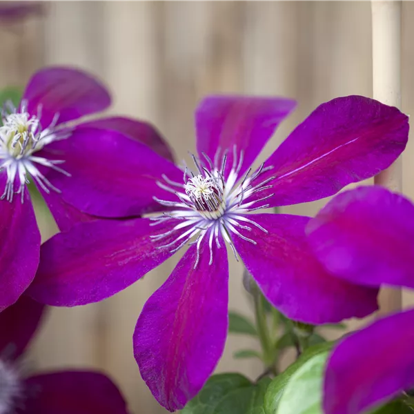 Clematis (Grossbl., frühblüh. Gruppe) 'Westerplatte'
