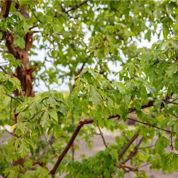 Acer griseum