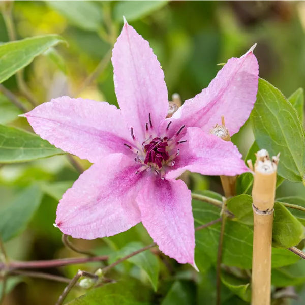 Clematis (Grossbl., spätblüh. Gruppe) 'Comtesse de Bouchaud'