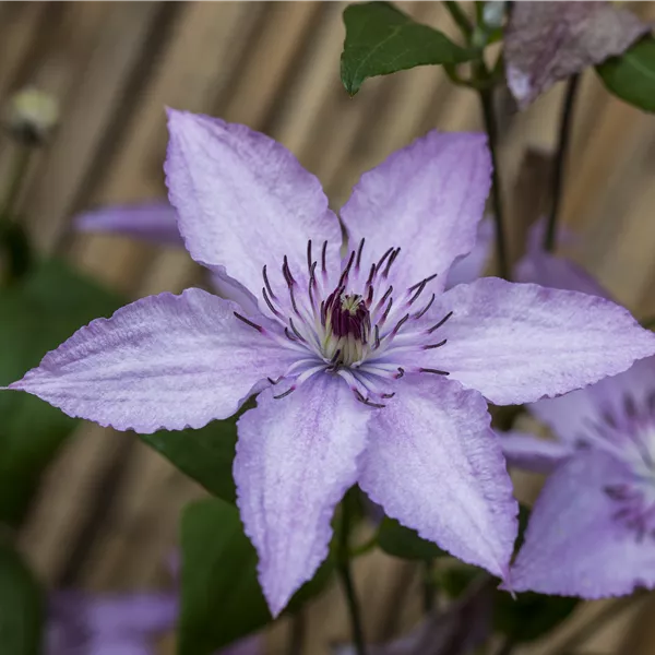Clematis (Grossbl., spätblüh. Gruppe) 'Hagley Hybrid'