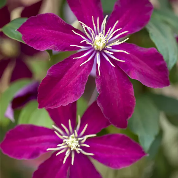 Clematis (Grossbl., spätblüh. Gruppe) 'Niobe'