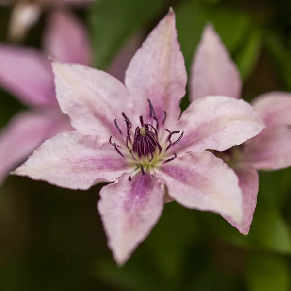 Clematis (Grossbl., spätblüh. Gruppe) 'Pink Fantasy'