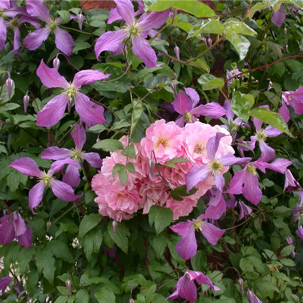 Clematis (Grossbl., spätblüh. Gruppe) 'Prince Charles'