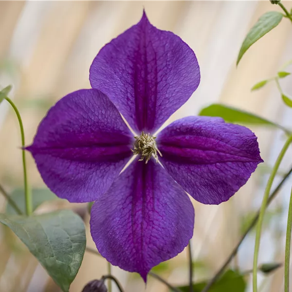 Clematis (Grossbl., spätblüh. Gruppe) 'Star of India'