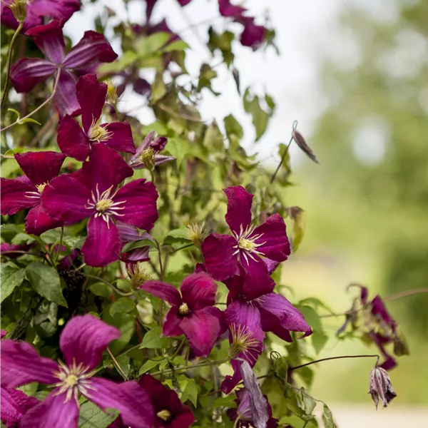 Clematis (Viticella-Gruppe) 'Madame Julia Correvon'