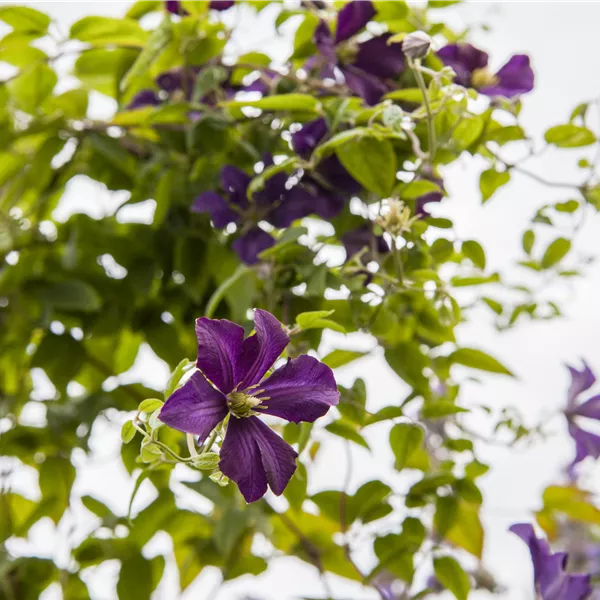 Clematis (Viticella-Gruppe) 'Minuet'