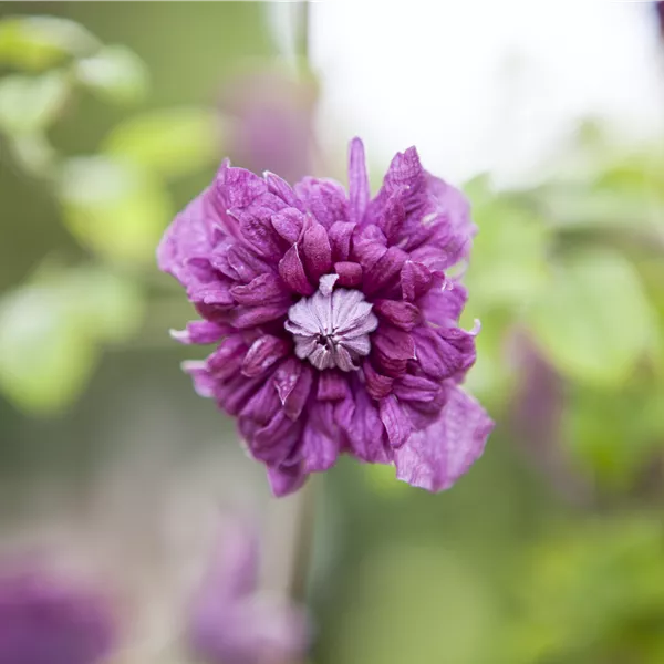 Clematis (Viticella-Gruppe) 'Purpurea Plena Elegans'