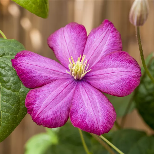 Clematis (Viticella-Gruppe) 'Ville de Lyon'