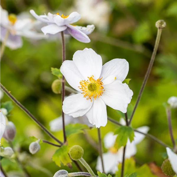 Anemone hybrida (x) 'Whirlwind'
