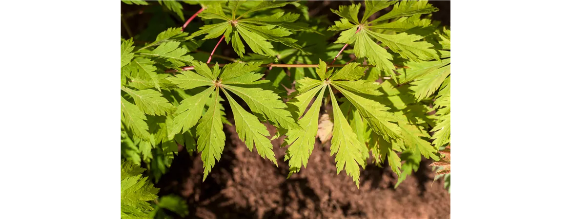 Acer japonicum 'Aconitifolium'