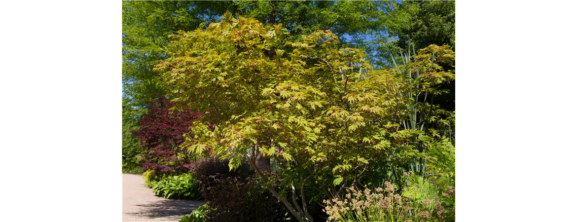 Acer japonicum 'Aconitifolium'