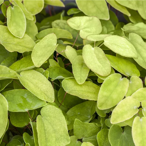 Epimedium rubrum (x)