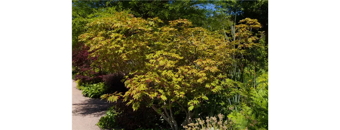 Acer japonicum 'Aconitifolium'