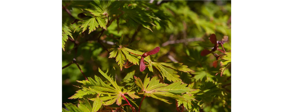 Acer japonicum 'Aconitifolium'