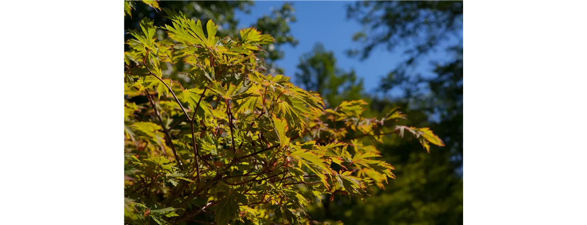 Acer japonicum 'Aconitifolium'