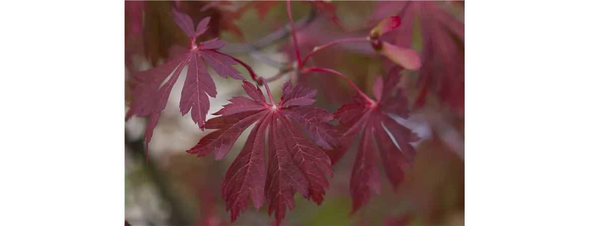Acer japonicum 'Aconitifolium'