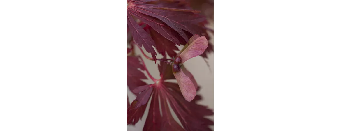 Acer japonicum 'Aconitifolium'