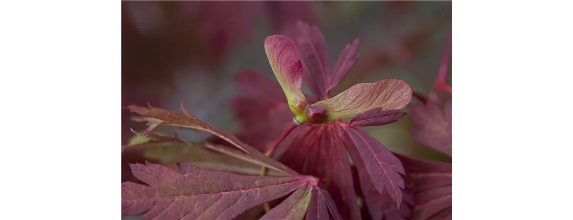 Acer japonicum 'Aconitifolium'