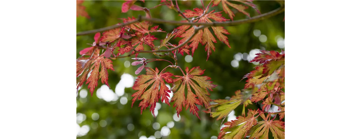 Acer japonicum 'Aconitifolium'