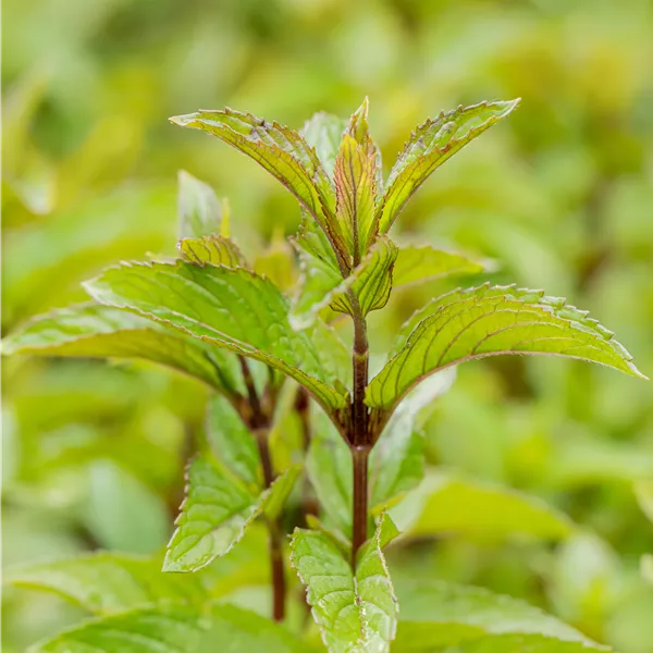 Mentha piperita (x) 'Micham'