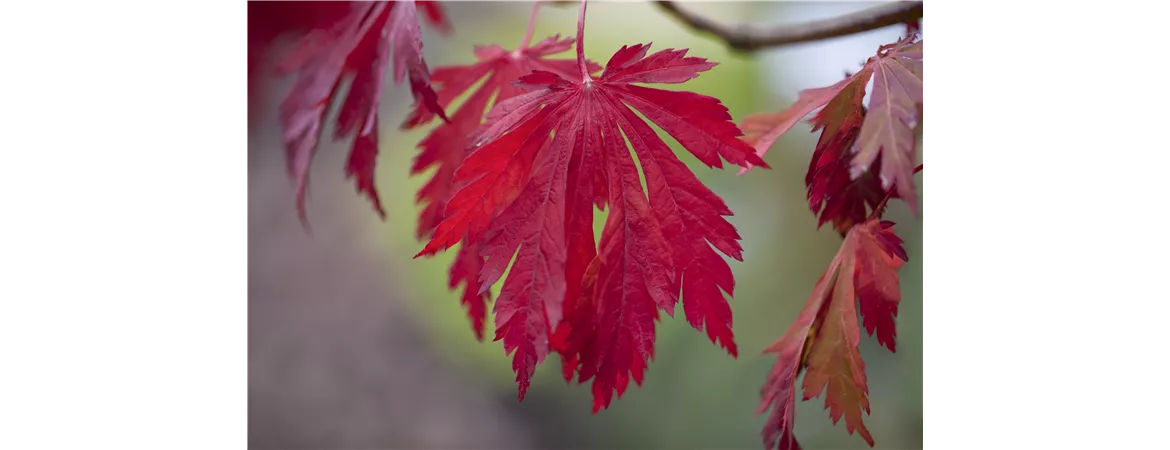 Acer japonicum 'Aconitifolium'
