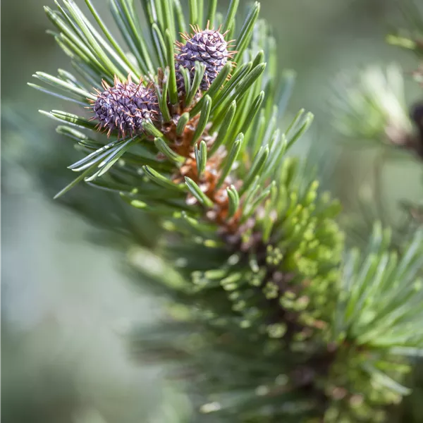 Pinus mugo 'Sherwood Compact'