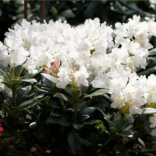 Rhododendron (Caucasicum-Gruppe) 'Cunningham's White'