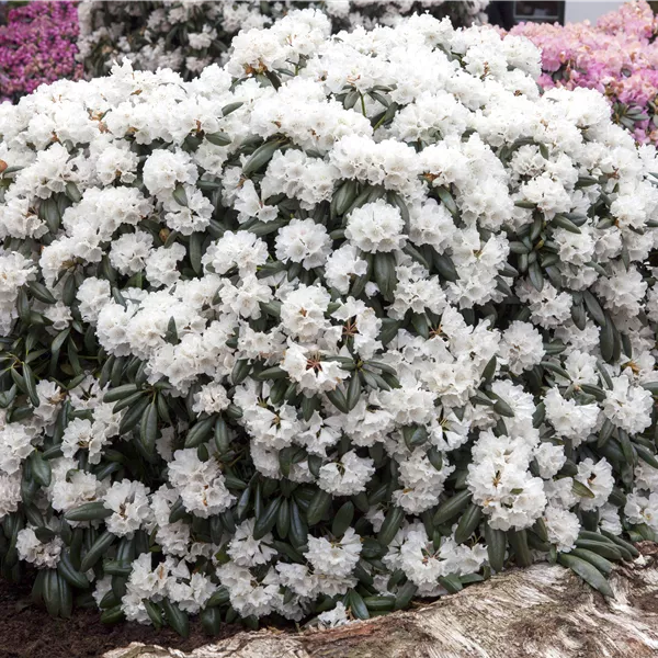 Rhododendron (Degronianum-Gruppe) 'Schneekissen'