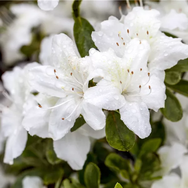 Rhododendron (Japanische Azalee) 'Diamant Weiss'